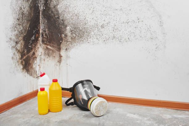 Best Emergency Mold Remediation in Sandy, UT