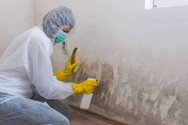 Best Post-Flood Mold Remediation in Sandy, UT