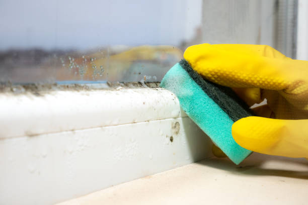 Best Industrial Mold Remediation in Sandy, UT