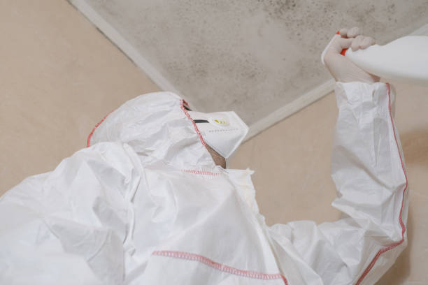 Professional Mold Remediation in Sandy, UT