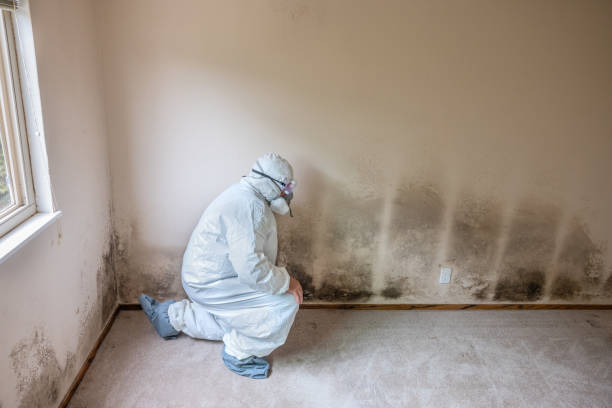 Reliable Sandy, UT Mold Remediation Solutions